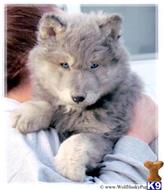 wolf dog puppy posted by Wolf Husky Pups
